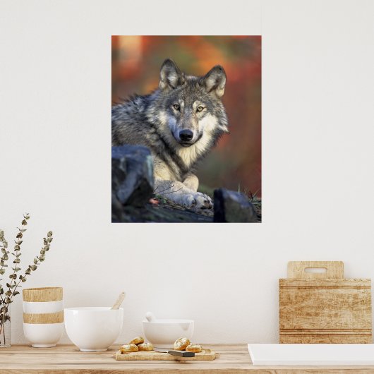 Wolves Gray Wolf Canis_lupus Poster (Keuken)