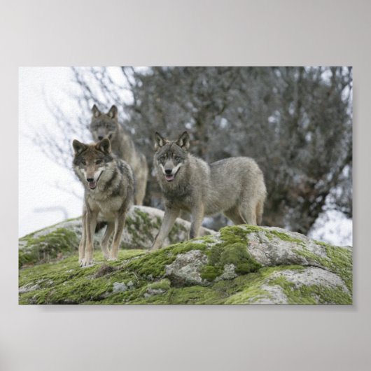 WOLVES POSTER (Voorkant)