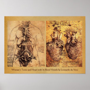 Woman’s Torso / Heart And Its Blood Vessels Poster