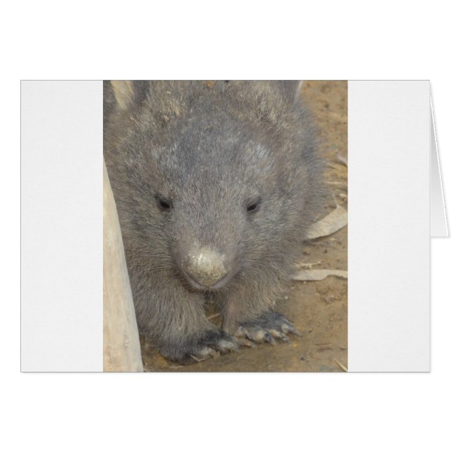 Wombat (Voorkant Horizontaal)