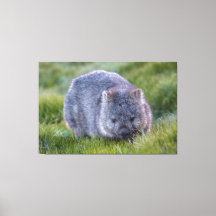 Wombat Animal Wildlife Tasmania Australia Green