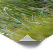 Wombat Australia Poster (Hoek)