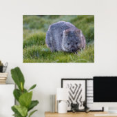 Wombat Australia Poster (Thuiskantoor)
