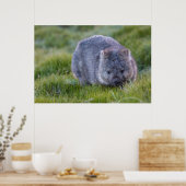 Wombat Australia Poster (Keuken)
