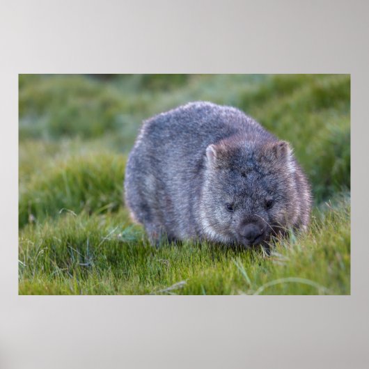 Wombat Australia Poster (Voorkant)