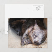 Wombat Briefkaart (Voorkant / Achterkant)