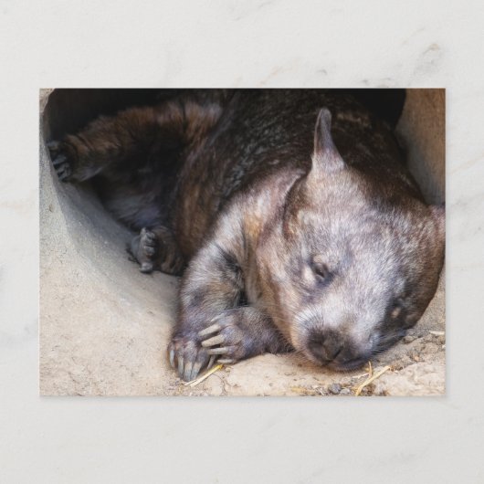 Wombat Briefkaart (Voorkant)