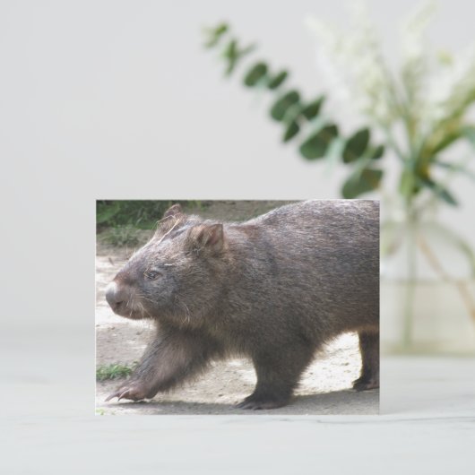 Wombat Briefkaart (Staand voorkant)