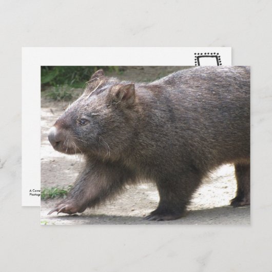 Wombat Briefkaart (Voorkant / Achterkant)