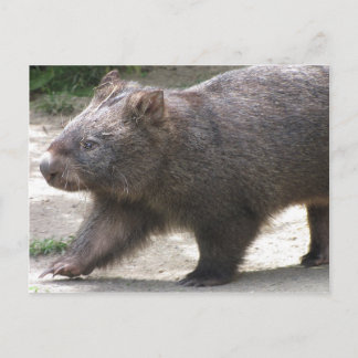 Wombat Briefkaart