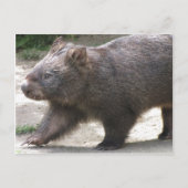 Wombat Briefkaart (Voorkant)