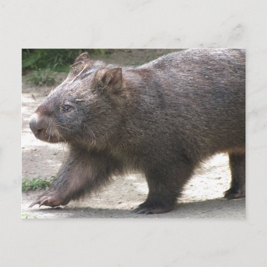 Wombat Briefkaart (Voorkant)