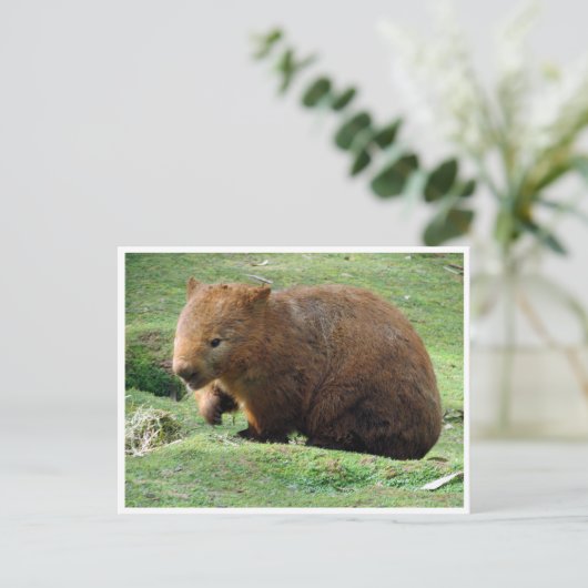 wombat briefkaart (Staand voorkant)