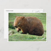 wombat briefkaart (Voorkant / Achterkant)