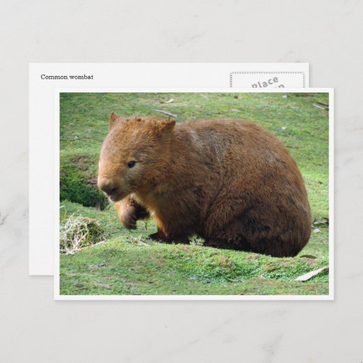 wombat briefkaart (Voorkant / Achterkant)