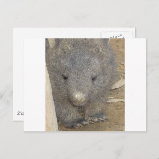 Wombat Briefkaart (Voorkant / Achterkant)