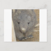 Wombat Briefkaart (Voorkant)
