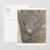 Wombat Briefkaart (Voorkant / Achterkant)