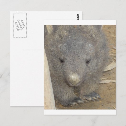 Wombat Briefkaart (Voorkant / Achterkant)