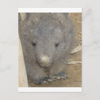 Wombat Briefkaart
