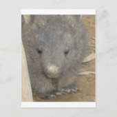 Wombat Briefkaart (Voorkant)