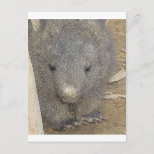 Wombat Briefkaart (Voorkant)