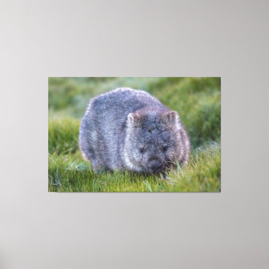 Wombat Dier Wilde dieren Tasmanië Australië Groen Canvas Afdruk (Voorkant)