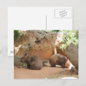 Wombat Heaven Briefkaart (Voorkant / Achterkant)