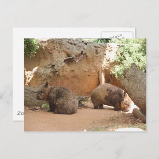 Wombat Heaven Briefkaart (Voorkant / Achterkant)