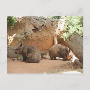 Wombat Heaven Briefkaart