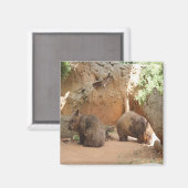 Wombat Heaven Magneet (Voorkant / Achterkant)