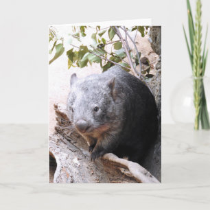 Wombat Kaart