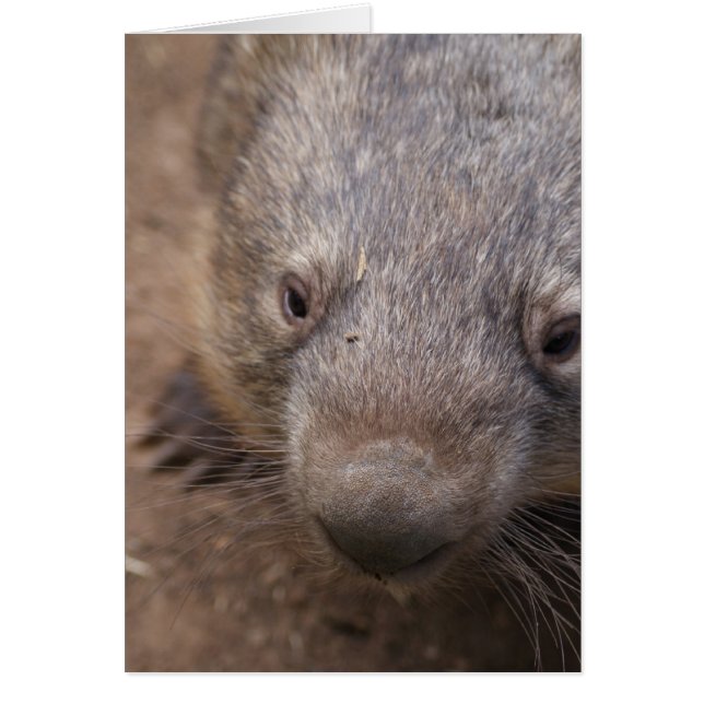 Wombat Kiss (Voorkant)