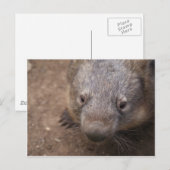 Wombat Kiss Briefkaart (Voorkant / Achterkant)