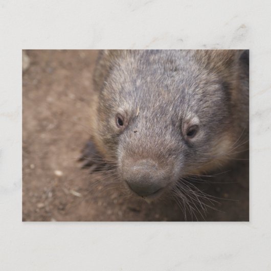 Wombat Kiss Briefkaart (Voorkant)