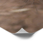 Wombat Kiss Poster (Hoek)