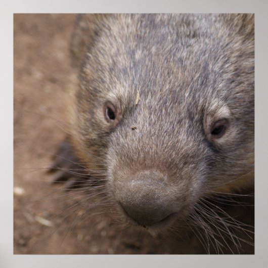 Wombat Kiss Poster (Voorkant)