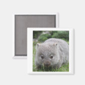 Wombat Magnet (Voorkant / Achterkant)