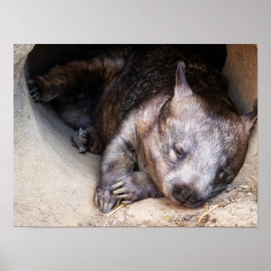 Wombat Poster (Voorkant)