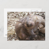 Wombat Scratch Briefkaart (Voorkant / Achterkant)