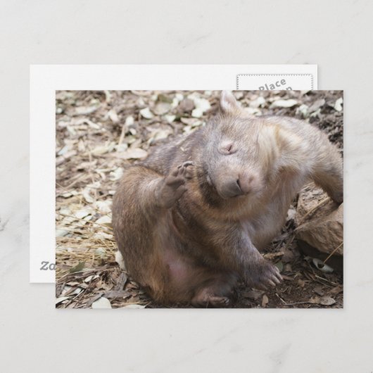 Wombat Scratch Briefkaart (Voorkant / Achterkant)