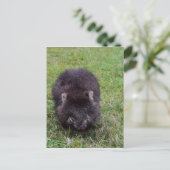WOMBAT TASMANIA AUSTRALIË BRIEFKAART (Staand voorkant)