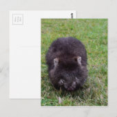 WOMBAT TASMANIA AUSTRALIË BRIEFKAART (Voorkant / Achterkant)
