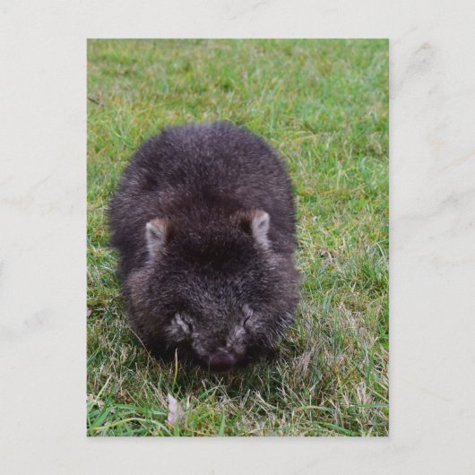 WOMBAT TASMANIA AUSTRALIË BRIEFKAART (Voorkant)