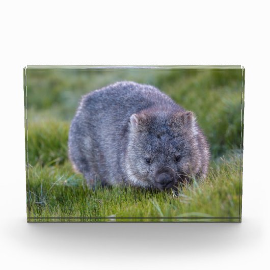 Wombat, Tasmanië, Australië Fotoblokken (Voorkant)