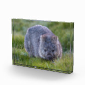 Wombat, Tasmanië, Australië Fotoblokken (Rechts)