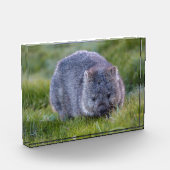 Wombat, Tasmanië, Australië Fotoblokken (Links)