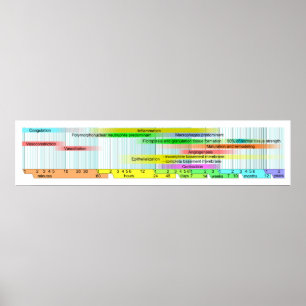 Wond Healing Phases Diagram Poster