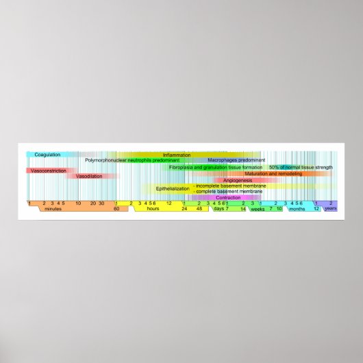 Wond Healing Phases Diagram Poster (Voorkant)