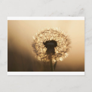 Wonderful Dandelion Briefkaart